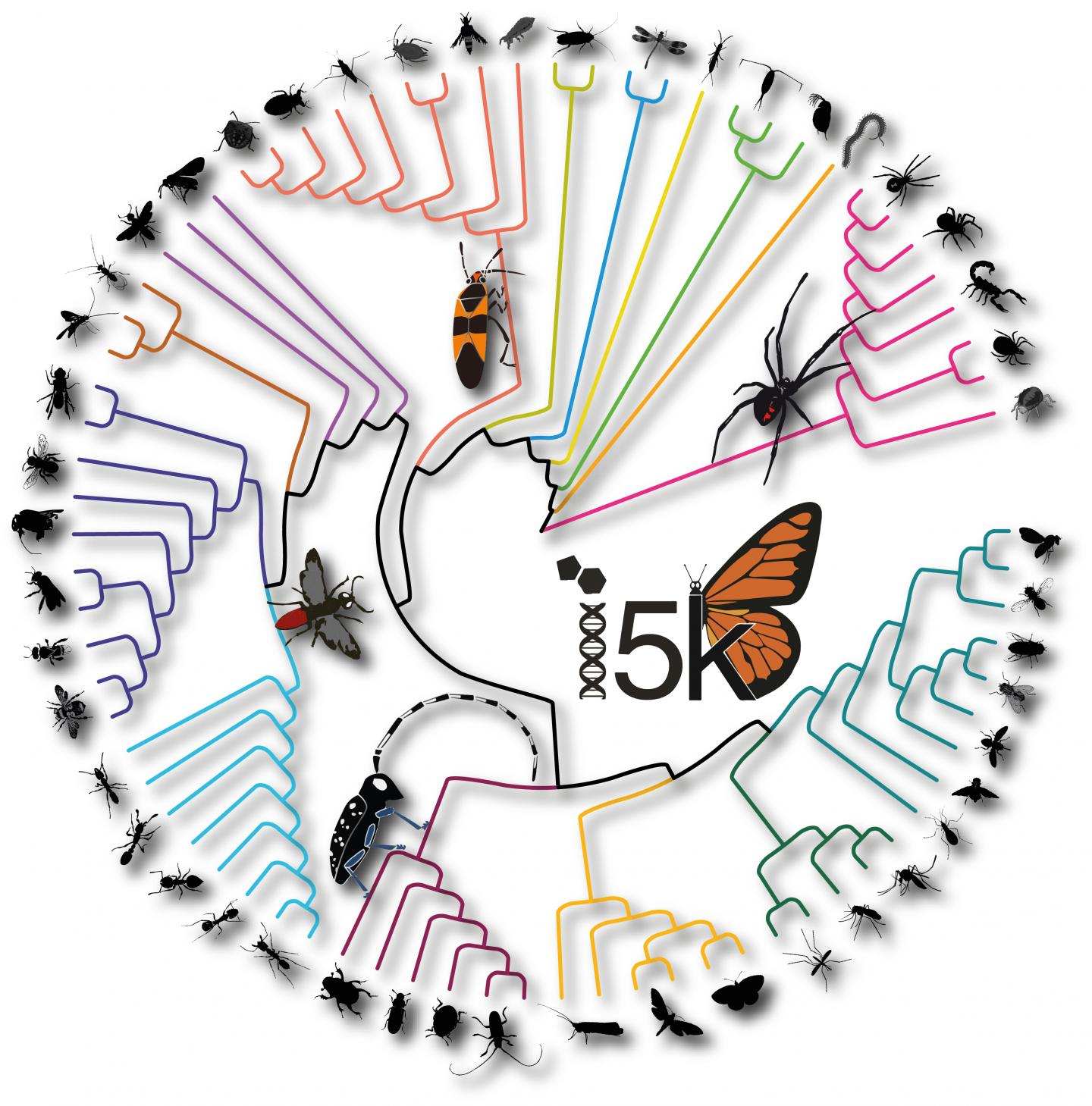 Arthropod Evolution