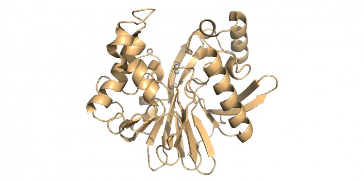 Protein Evolution